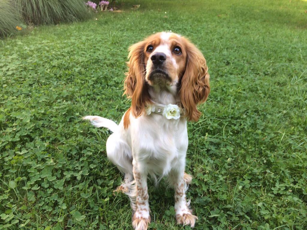 Hundehalsband aus weißem Leder und weißen Rosen getragen von einem King Charles Spaniel